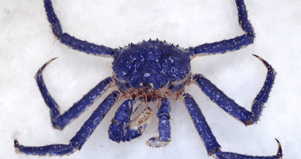 The Blue King Crab