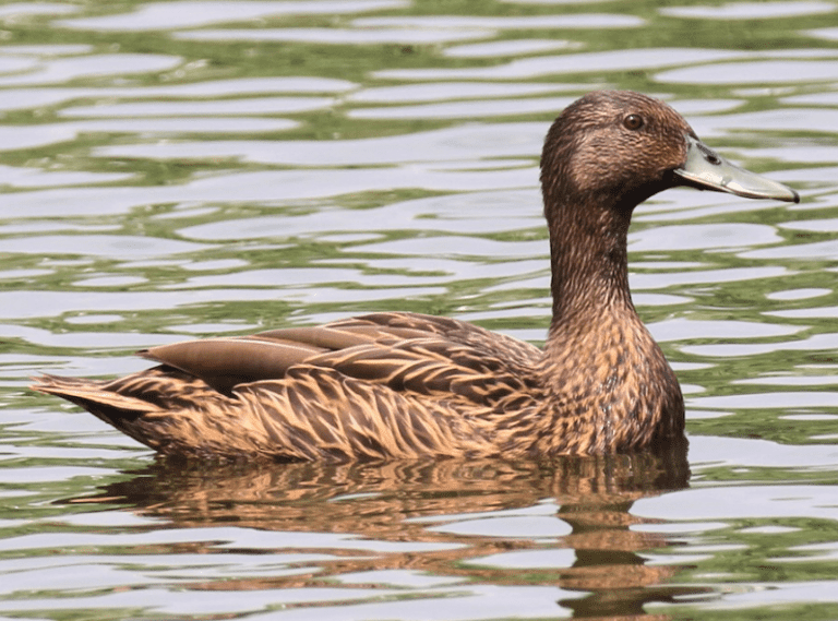 10 Rarest Ducks in the World - Rarest.org