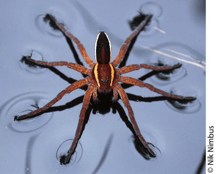 The Fen Raft Spider
