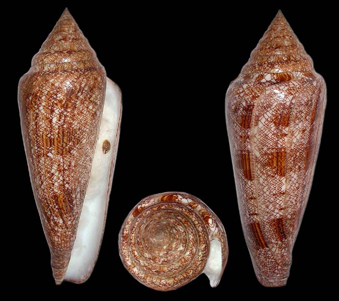 Conus Gloriamaris Seashell