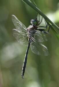 Rarest Insectz 8 Rarest Insect Species Found in the World - Rarest.org