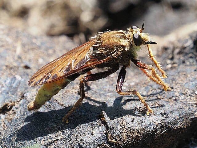 Hornet Robberfly