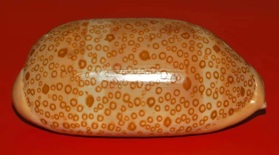Hundred-Eyed Cowrie Shell