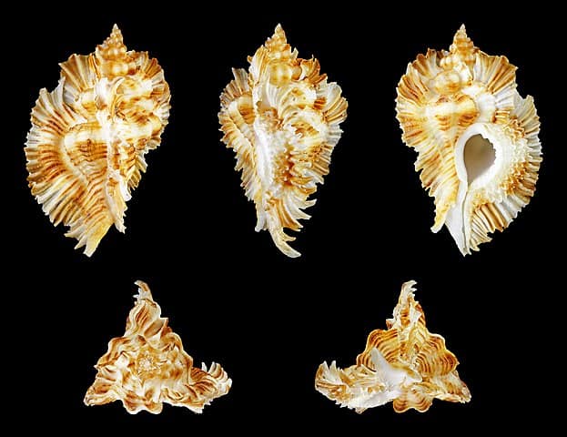 Miyoko Murex Seashell