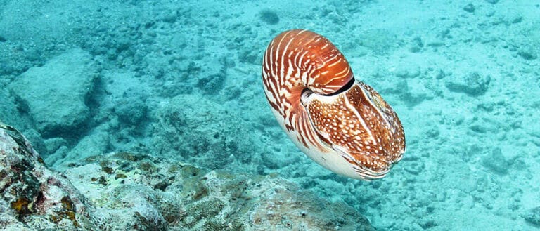 8-rarest-seashells-in-the-world-rarest