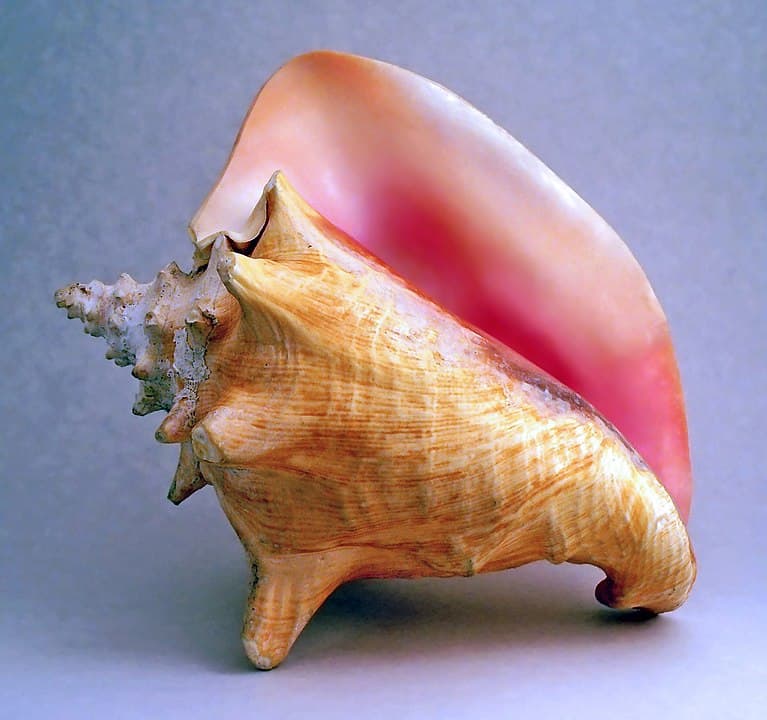 8 Rarest Seashells In The World Rarest 8 Rarest Seashells In The World Rarest