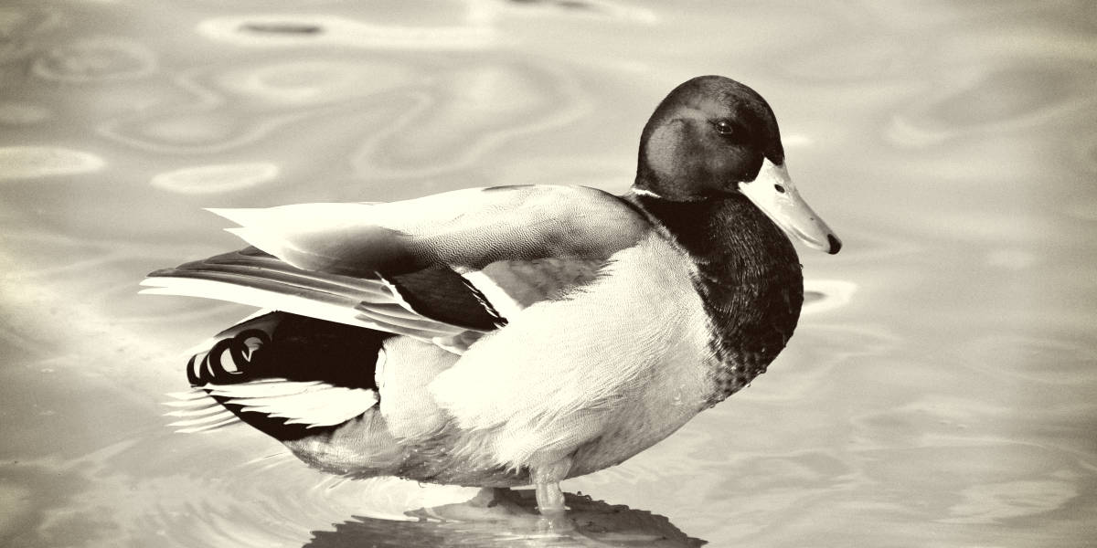 Rarest Duck in the World