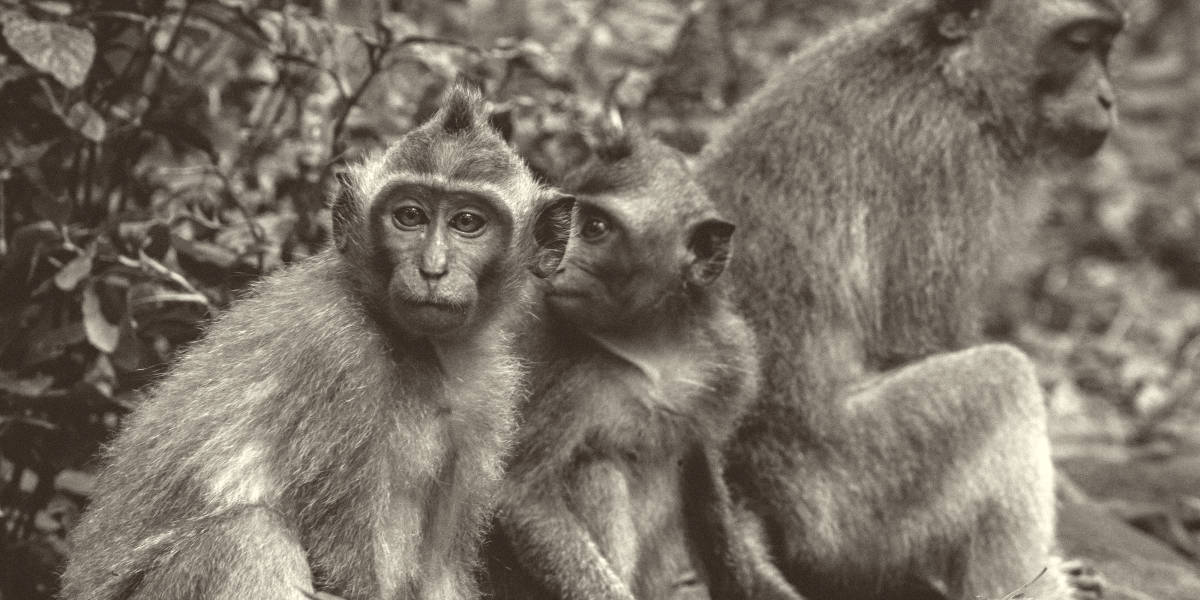 Rarest Monkeys In the World