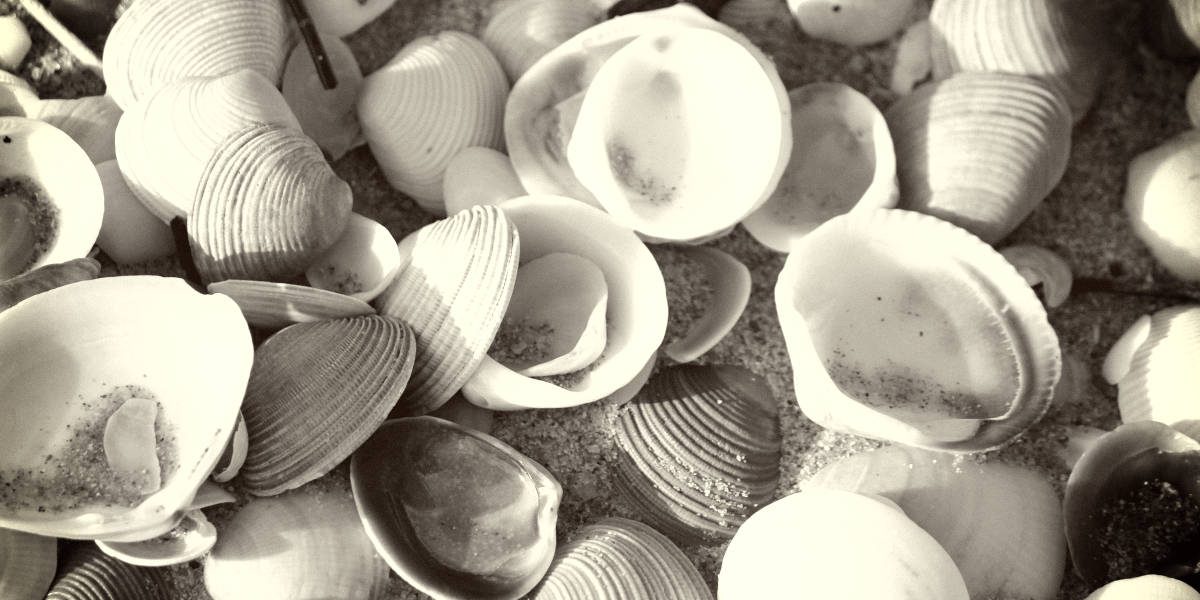 Rarest Seashells in The World