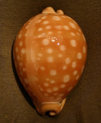 White-Toothed Cowry Shell