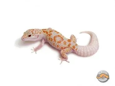 Dreamsicle Leopard Gecko