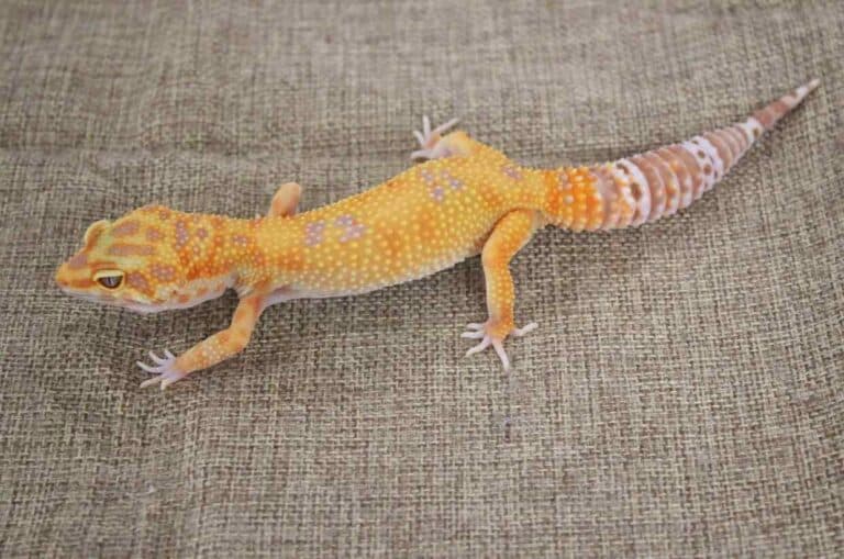 8 Rarest Leopard Gecko Morphs Found in the World - Rarest.org