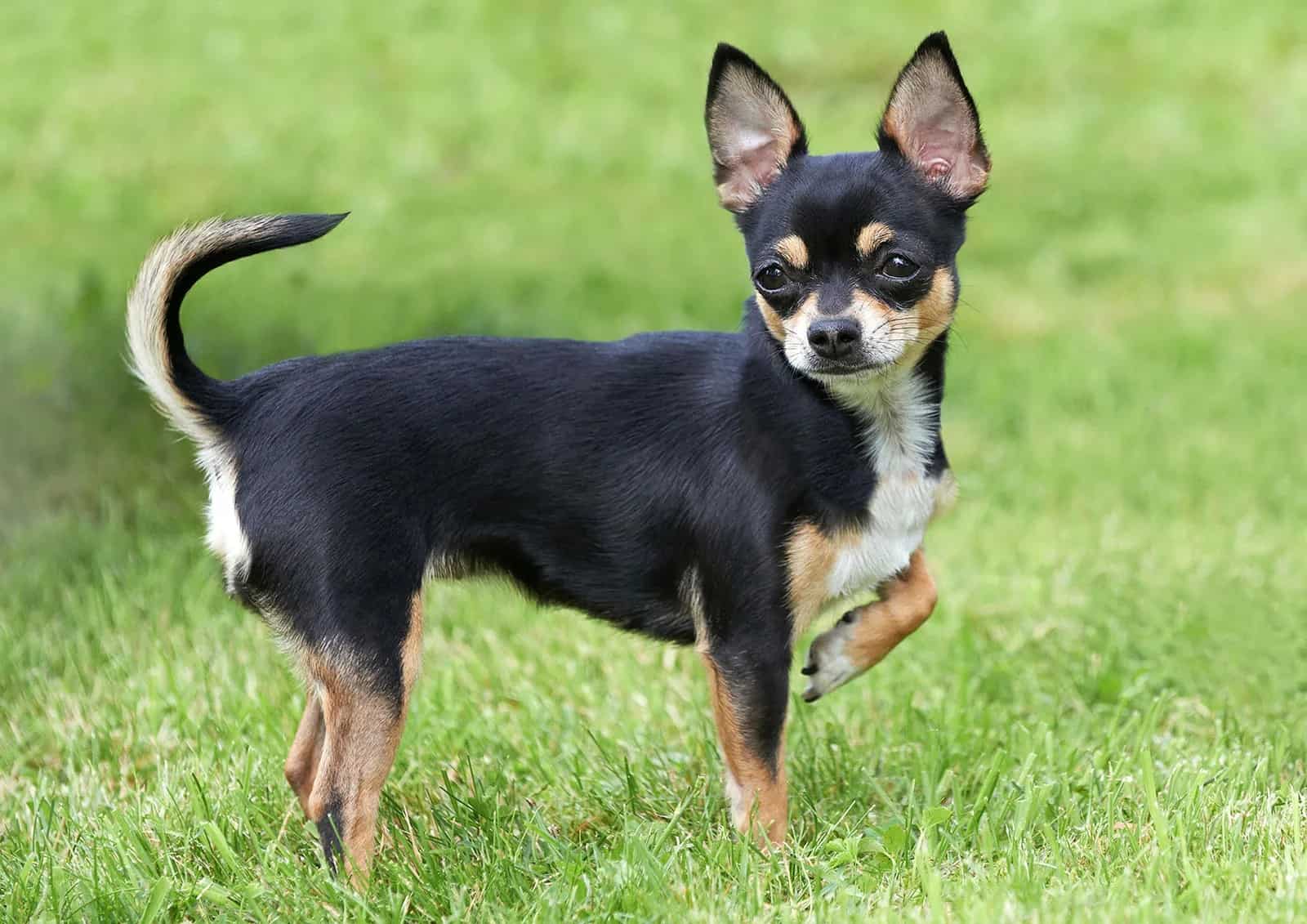 12 Most Expensive Small Dogs in the World - Rarest.org