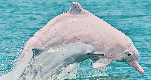 Eastern Taiwan Strait Humpback Dolphin