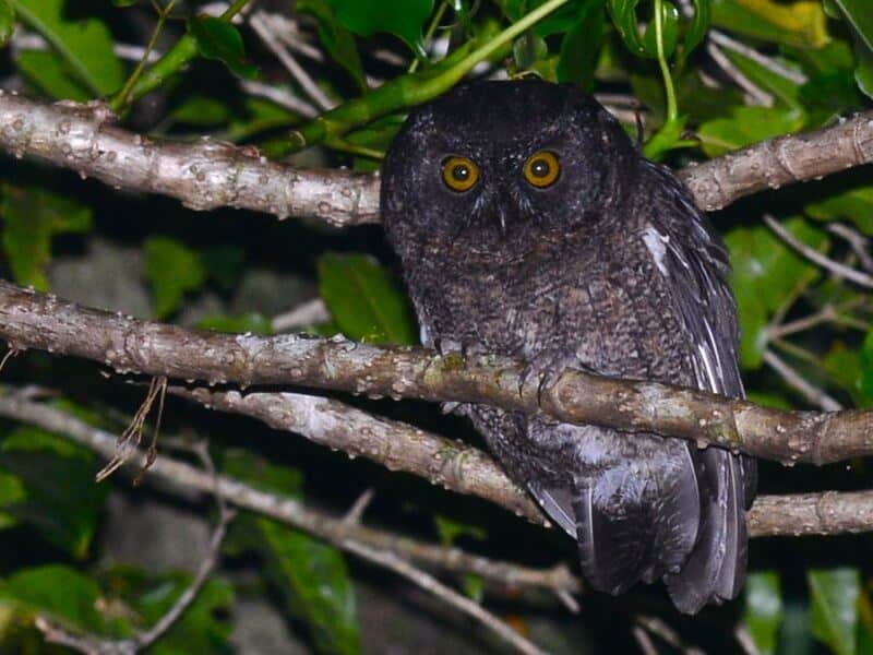 Karthala Scops Owl