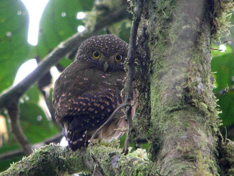 Pernambuco Pygmy Owl