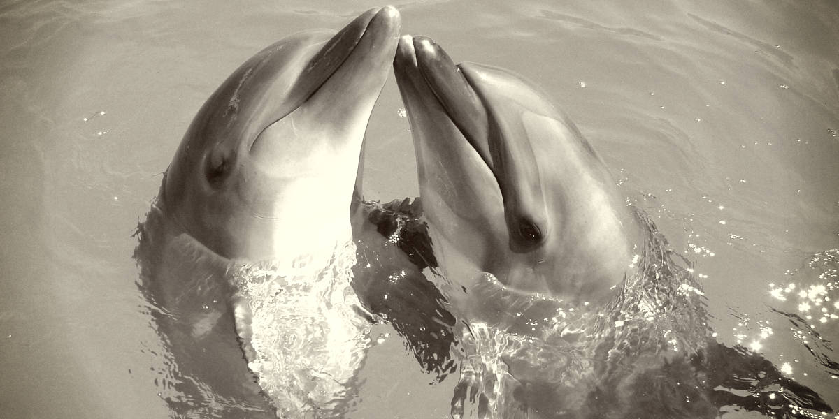 Rarest Dolphins found around the world