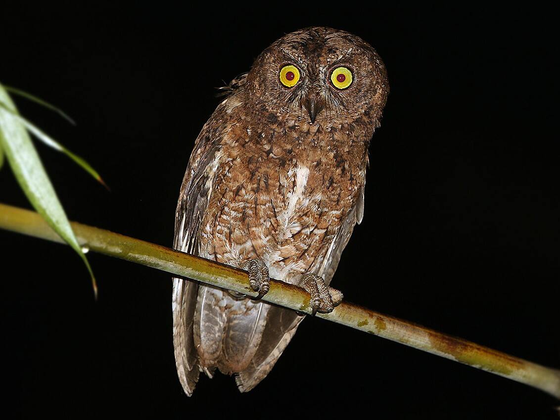 9 Rarest Owl Species in the World - Rarest.org