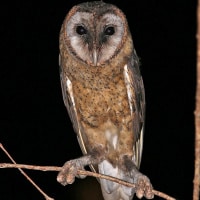 Sula Barn Owl