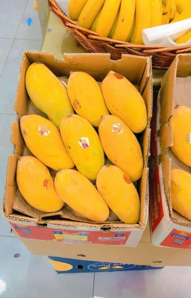 Sindhri Mango