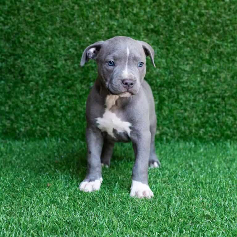 10 Most Expensive Pitbulls You Can Buy - Rarest.org