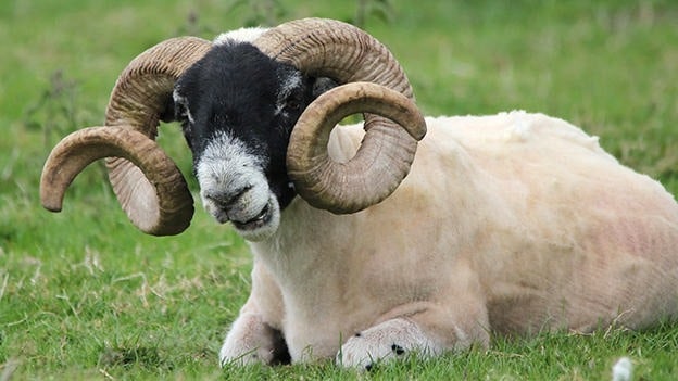 5 Most Expensive Sheep Ever Sold - Rarest.org