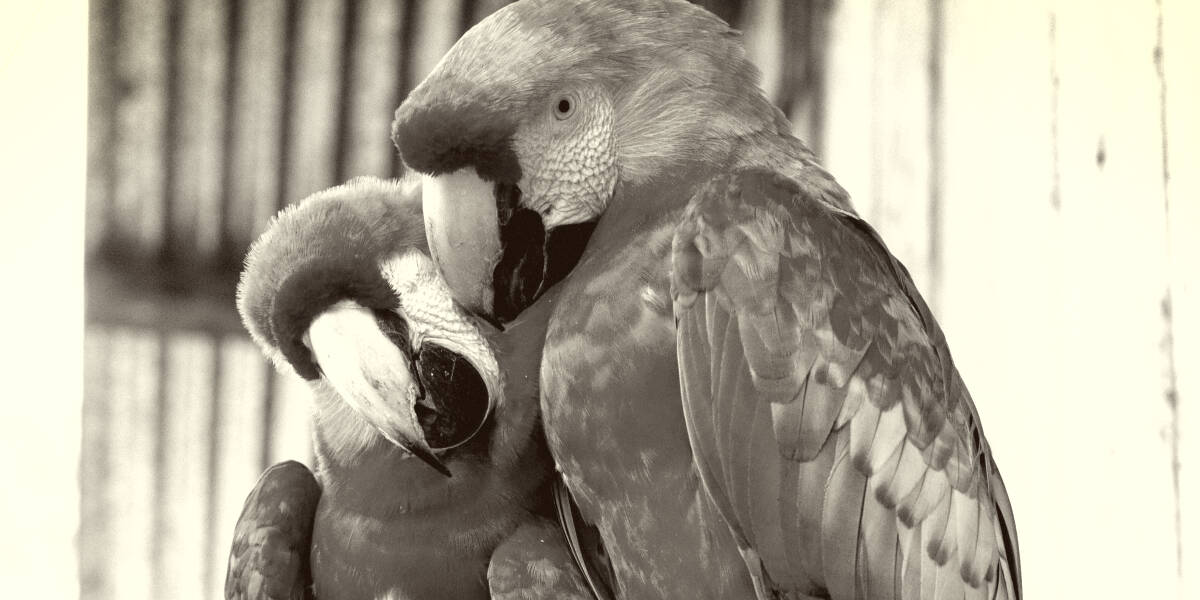 Most Expensive Parrots in the World