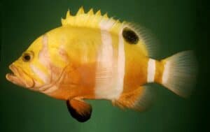 10 Most Expensive Saltwater Fish You Can Buy - Rarest.org