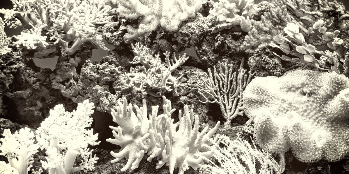 Most Expensive Corals You Can Buy