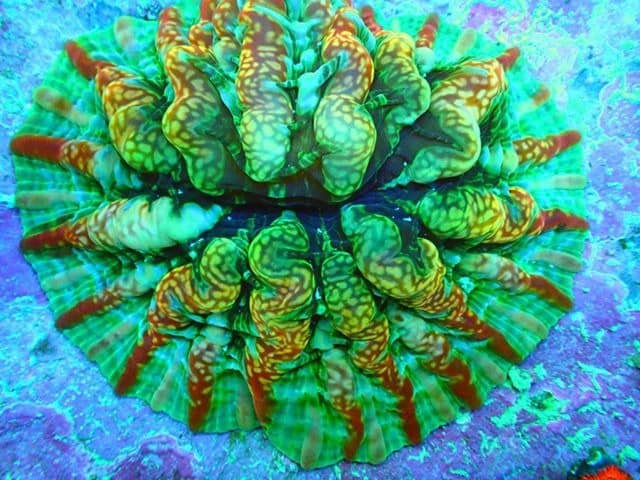 Indophyllia Coral