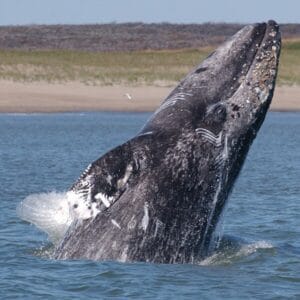 4 Rarest Species Of Whales - Rarest.org