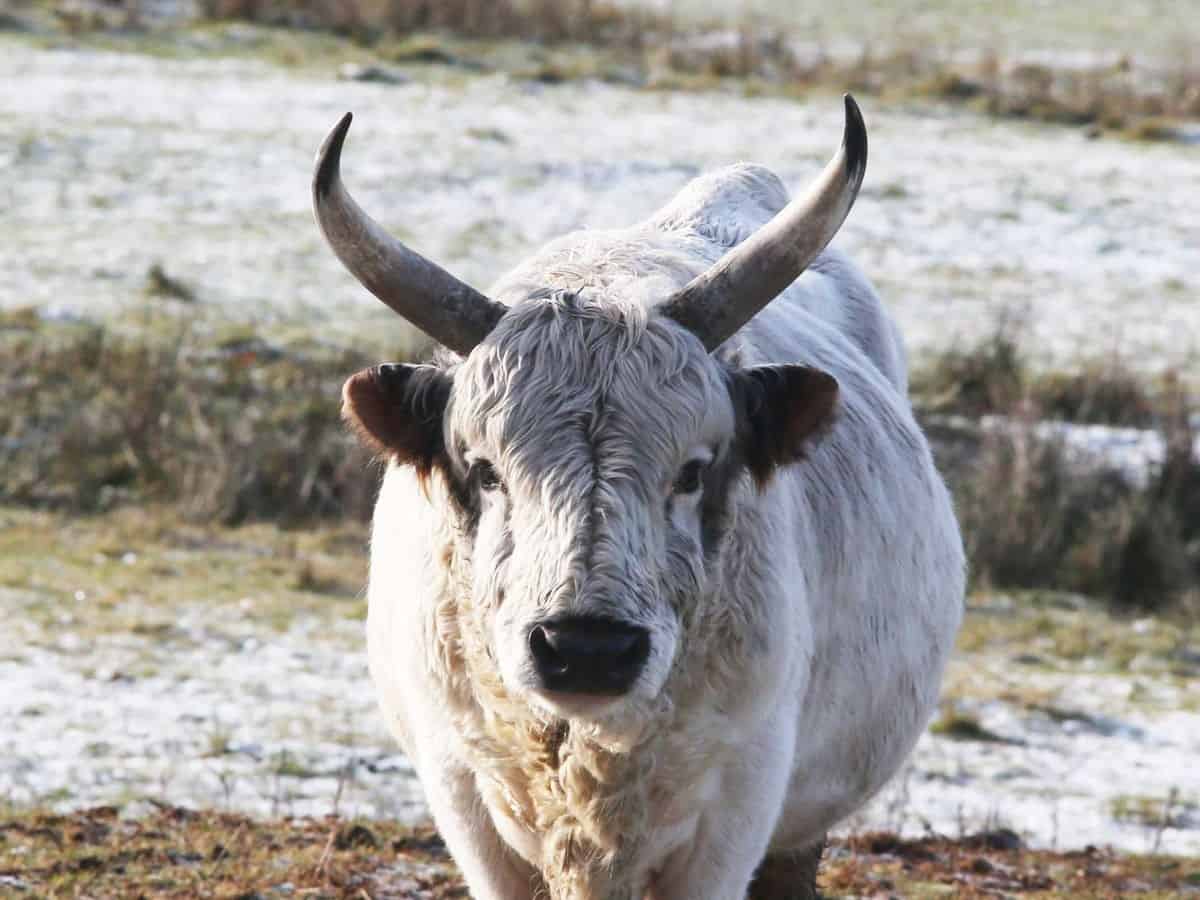 Chillingham White Cattle
