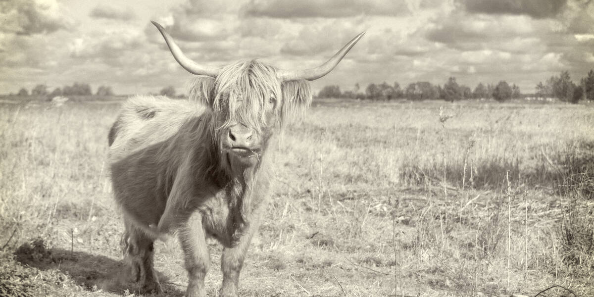 Rarest Cattle Breeds in the World