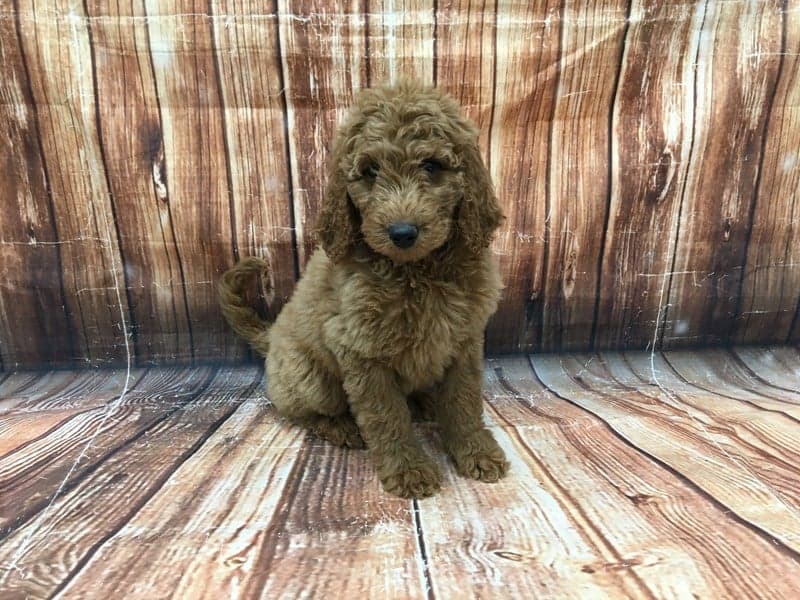 Cafe au hot sale lait goldendoodle