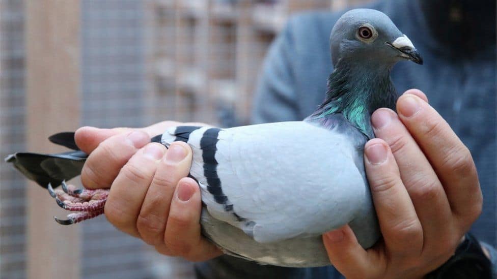 Racing Pigeon