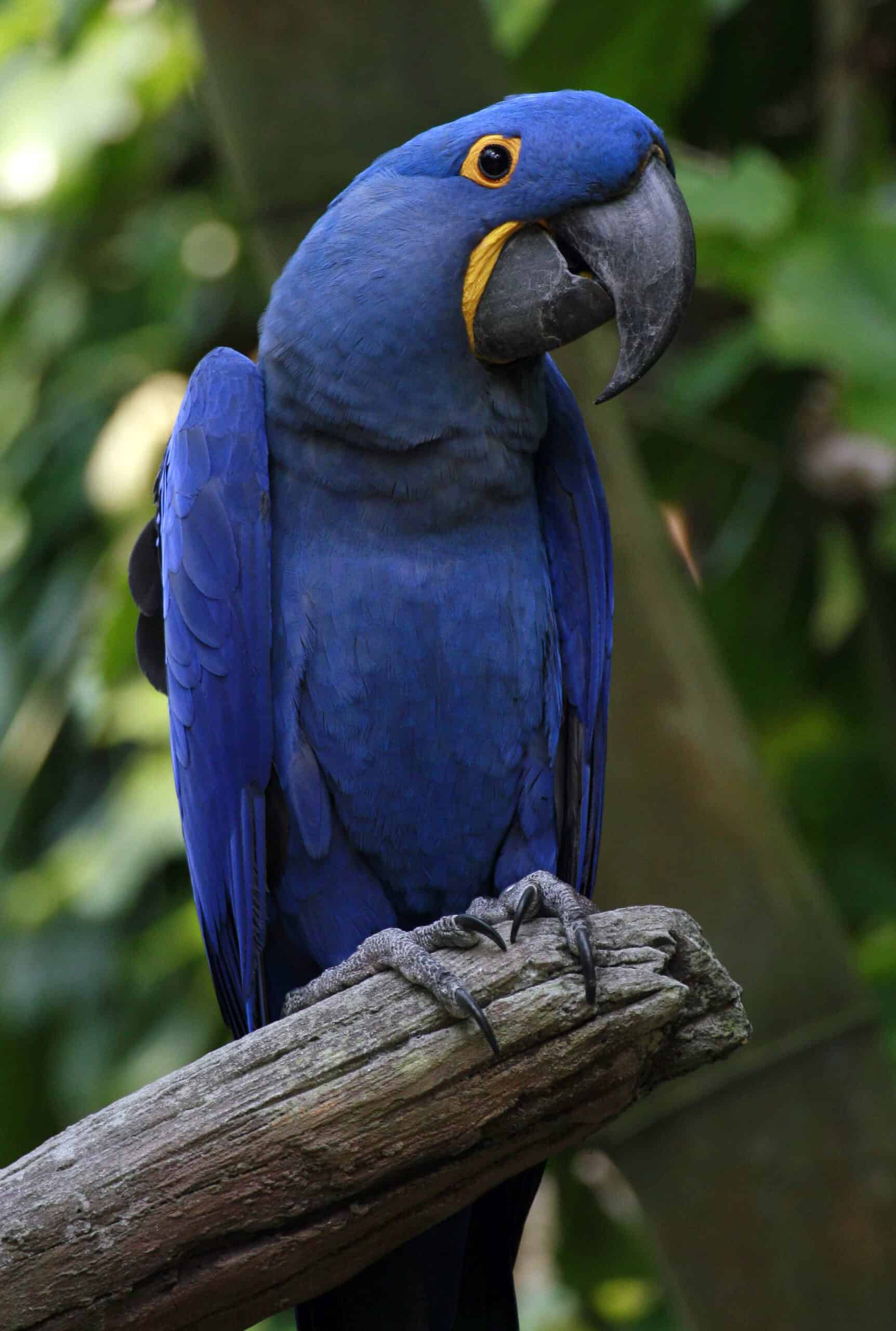 Hyacinth Macaws