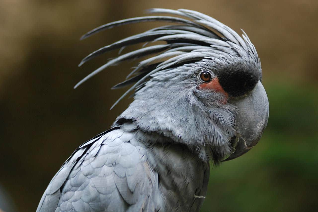 Goliath Cockatoos