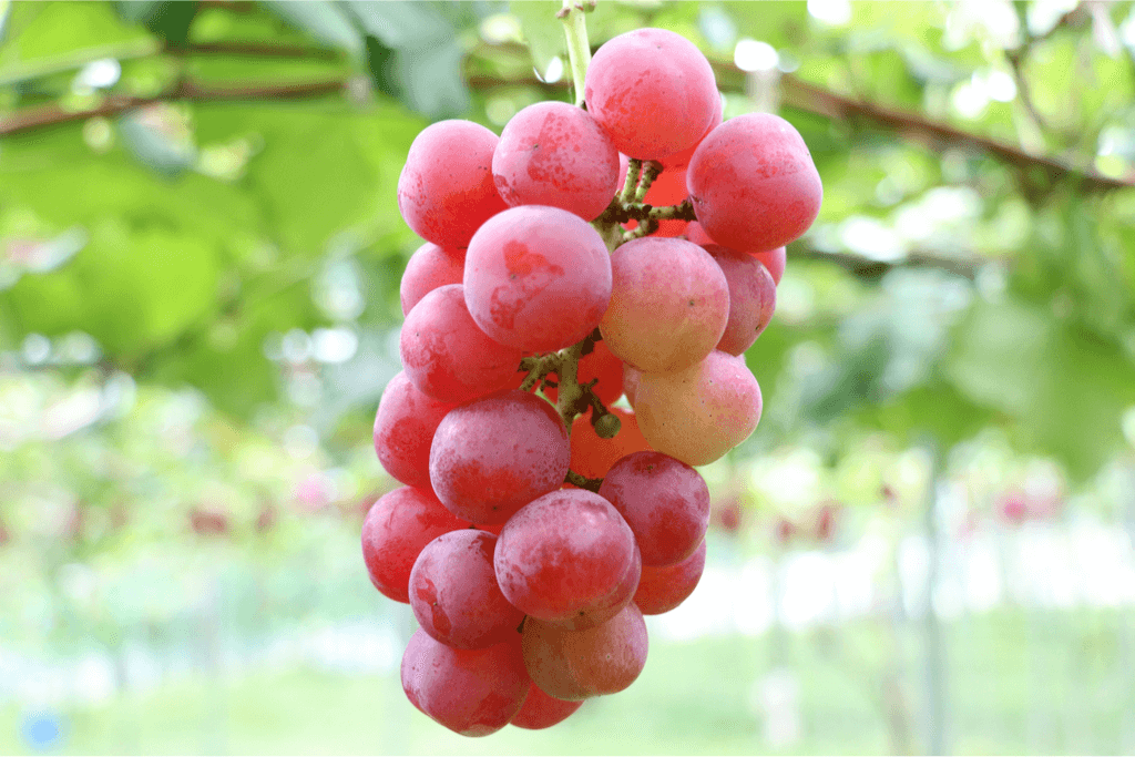 5 Most Expensive Japanese Grapes You Can Buy Rarest 5 Most Expensive Japanese Grapes You Can Buy Rarest