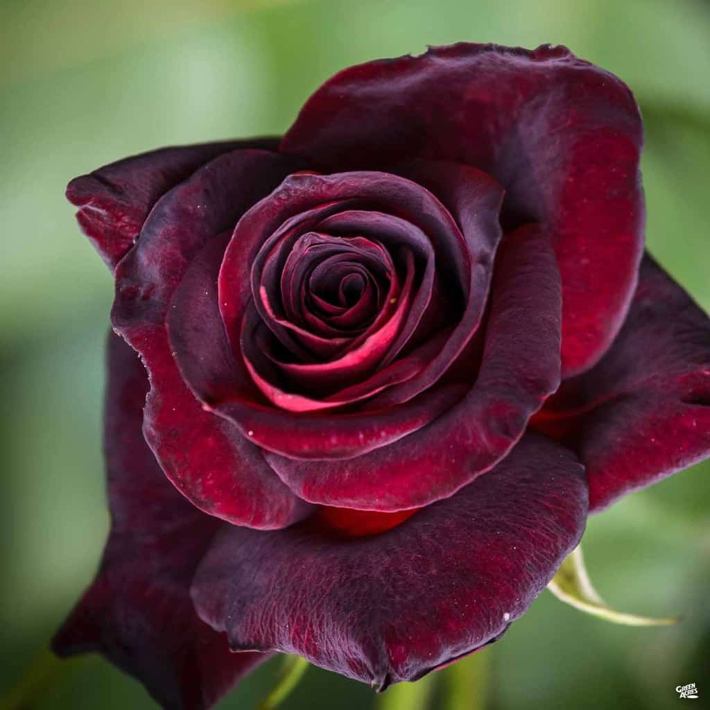 5 Most Expensive Roses You Can Buy - Rarest.org