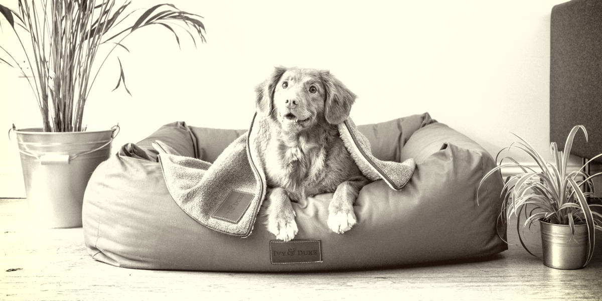 Most Expensive Dog Beds