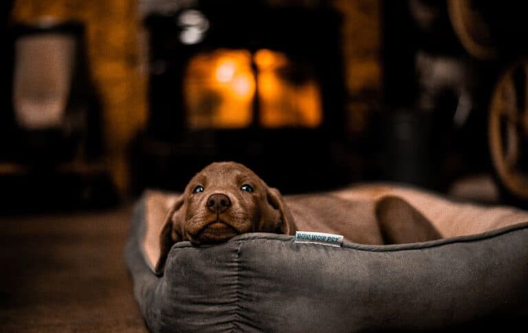 10 Most Expensive Dog Beds You Can Buy - Rarest.org