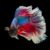 8 Rarest Betta Fish Colors Ever