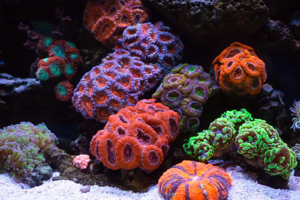 Rainbow Acan Lord (Acanthastrea lordhowensis)