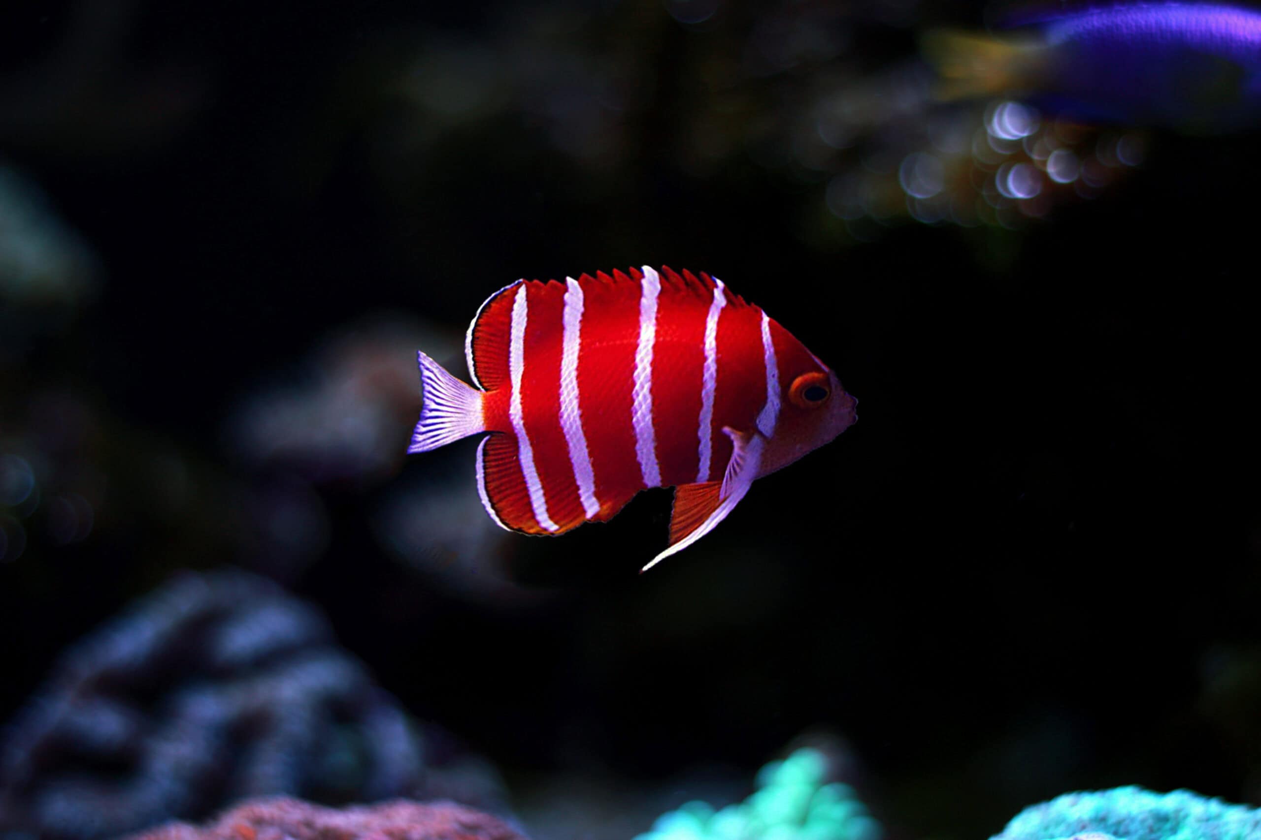 Peppermint Angelfish