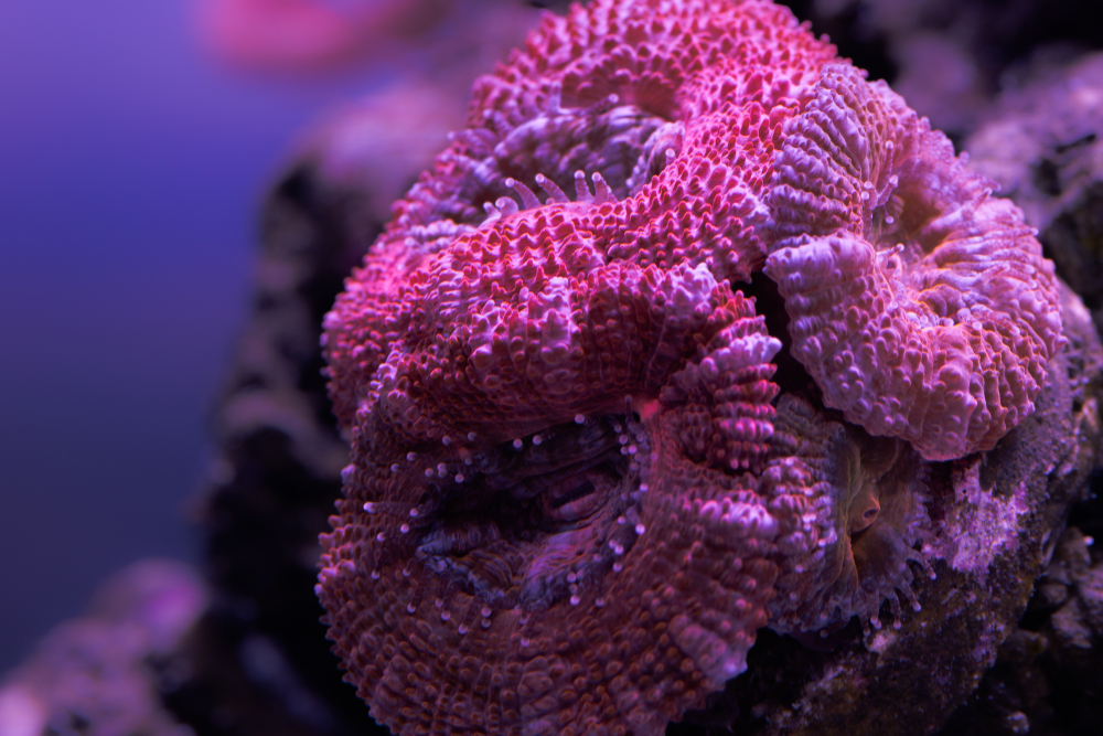 Pink Cadillac Acan (Acanthastrea Lordhowensis)