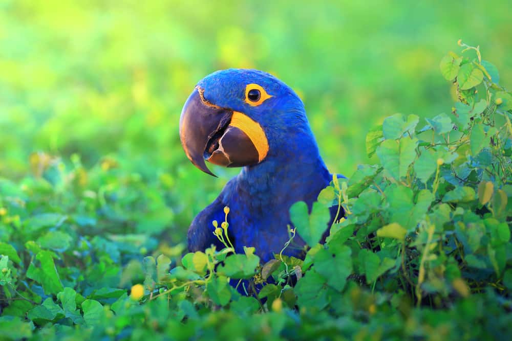 hyacinth macaw