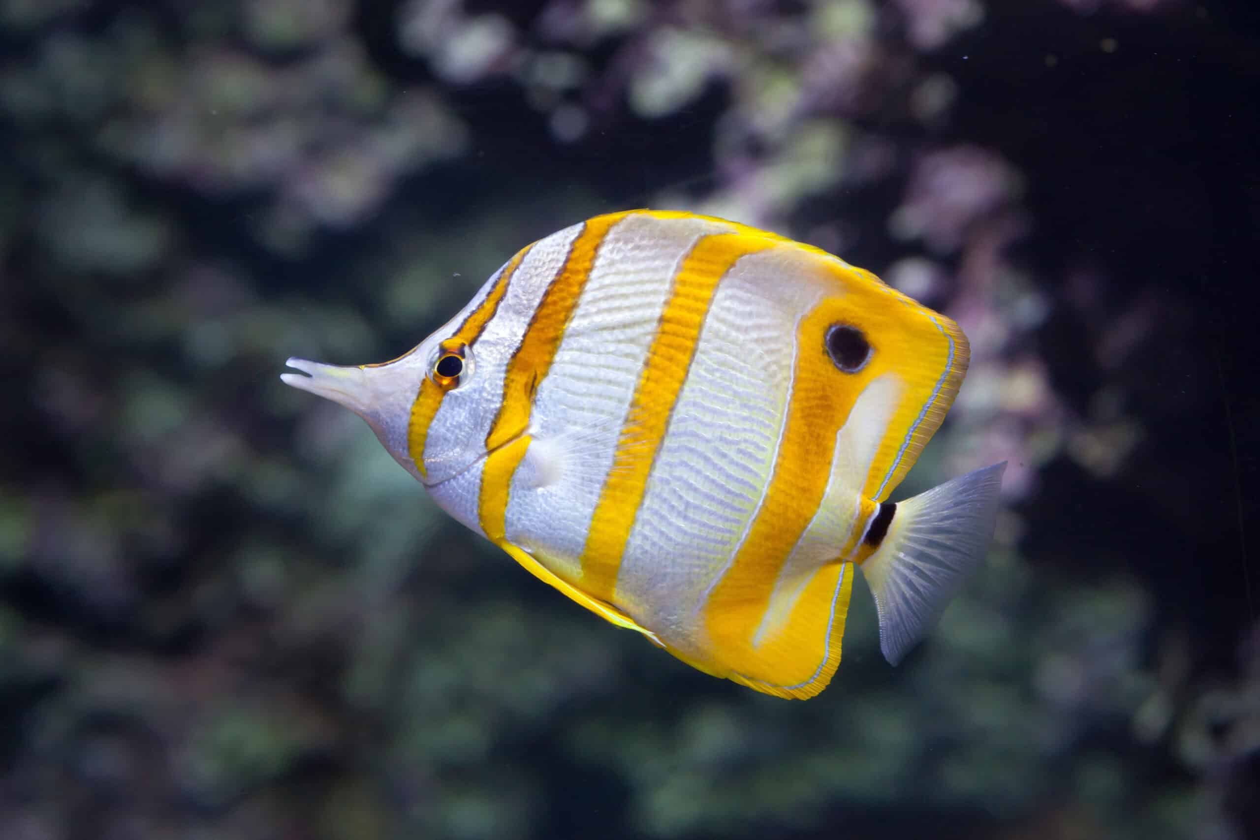 Copperband Butterflyfish