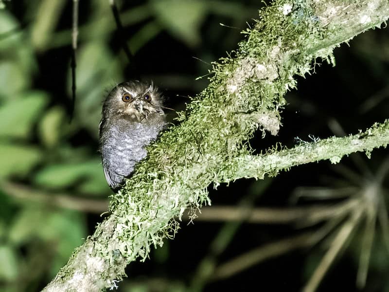 Long-whiskered Owlet