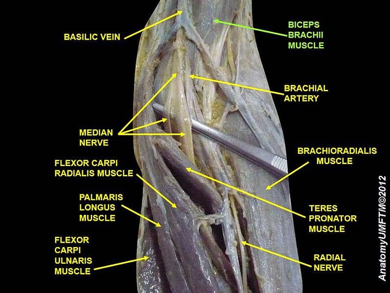 Palmaris Longus Muscle