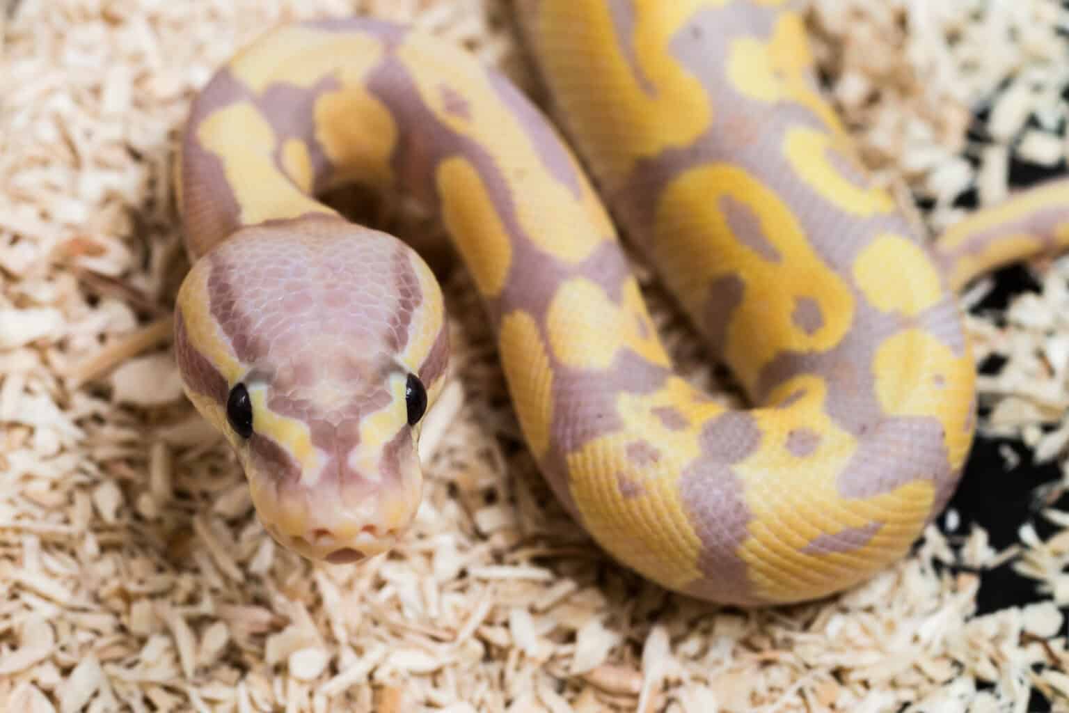 The 19 Most Expensive Snakes You Can Own - Rarest.org